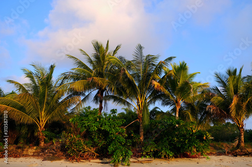 Tropical Palm Trees in the Morning Light