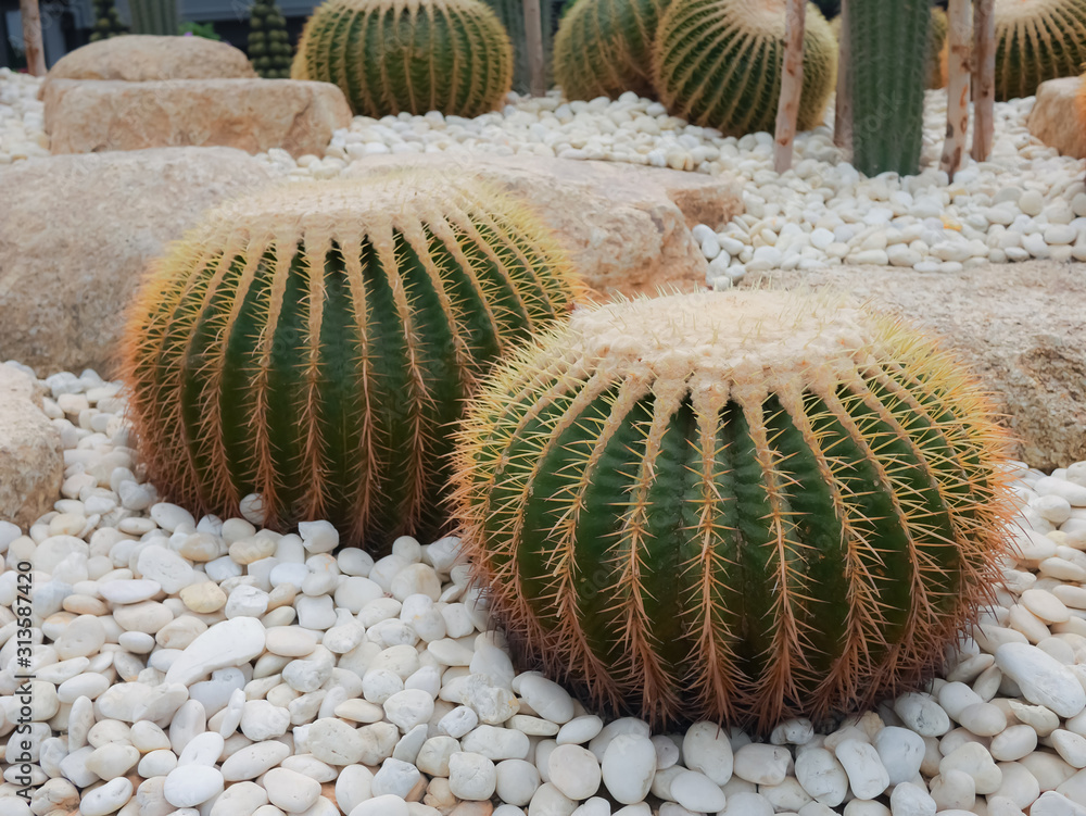 Close up view thorn cactus texture background. Copy space.