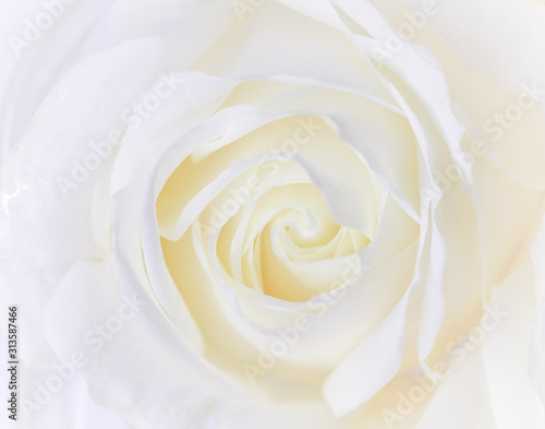 Soft focus  abstract floral background  white rose flower. Macro flowers backdrop for holiday brand design