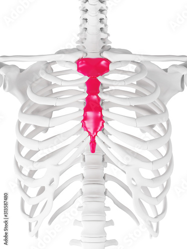 3d rendered medically accurate illustration of the breast bone photo