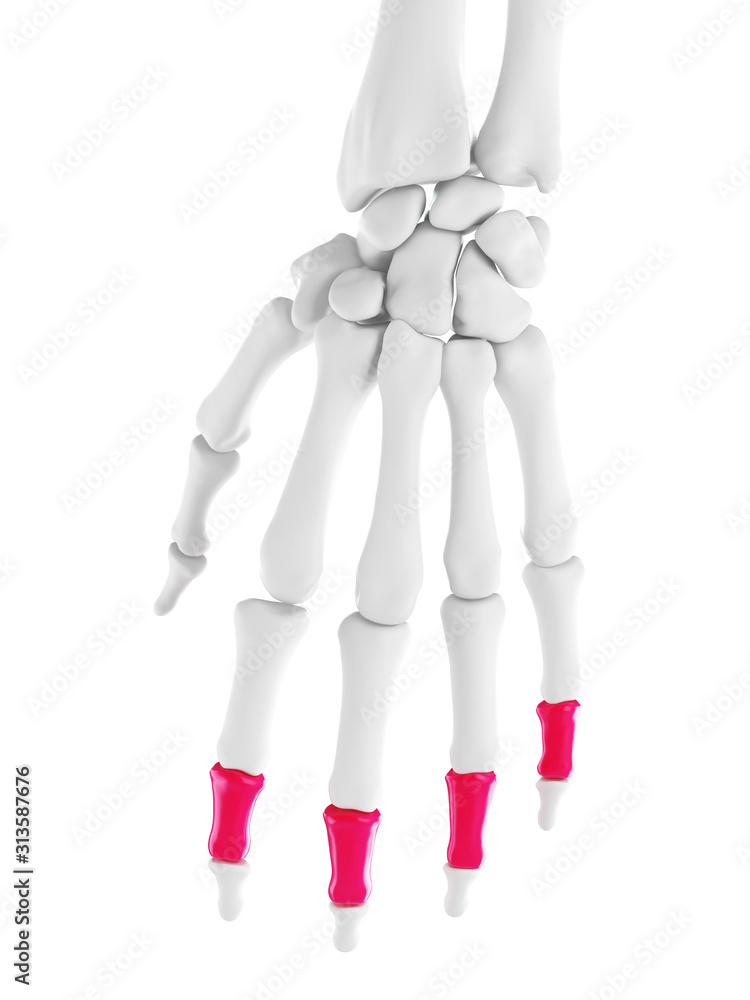 3d rendered medically accurate illustration of the middle phalanges