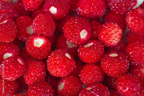 bright ripe wild strawberries isolated - many berries-close-up macro