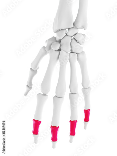 3d rendered medically accurate illustration of the middle phalanges photo