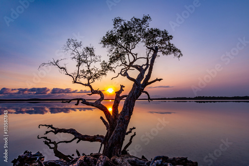 The Weyba Tree Sunrise