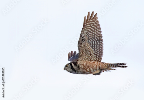 Northern Hawk-Owl  Surnia ulula  in flight hunting in winter in Canada