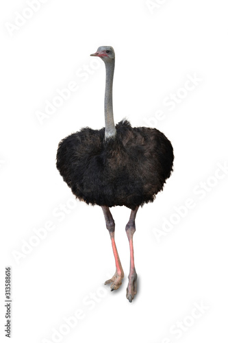 strich on a white background,with clipping path,Rhea is classified as vertebrates. The birds are the largest in the world. Native to Africa