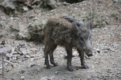 Close up portrait of a young boar in the wild © erwin