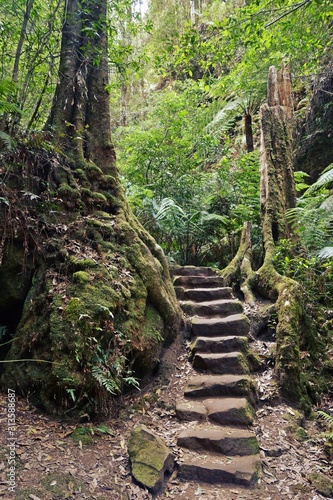 Grand Canyon Track  Blue Mountains  Australia