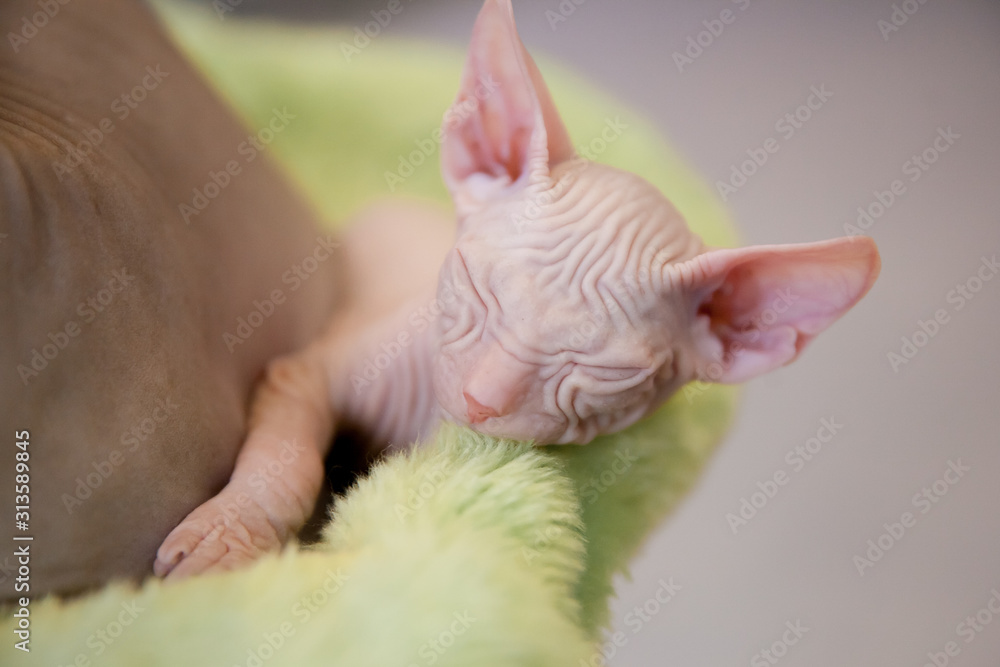 sleeping white two month old Don Sphinx cat on light green fur background sleeping white two month old Don Sphinx cat on light green fur background