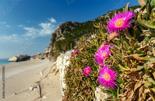 Awesome Sunny seascape. Beach and waves and perfect sky. Summer view of Kathisma Beach with flowers. Wonderful nature scene of Lefkada Island, Greece. Adventures and exotic travel concept.