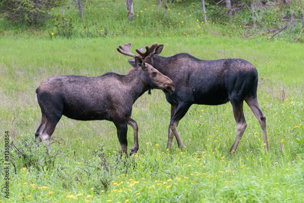 Shiras Moose in the Rocky Mountains of Colorado Shiras Moose in the Rocky Mountains of Colorado