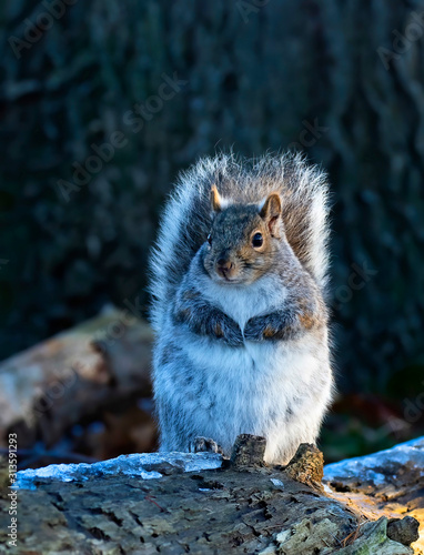 Beautiful fat Grey squirrel posing for me on the forest floor near the Ottawa river in Canada
