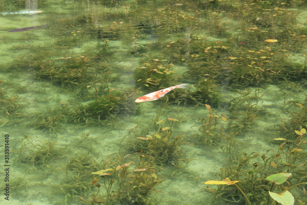 Obraz premium 岐阜県関市 モネの池(名もなき池)