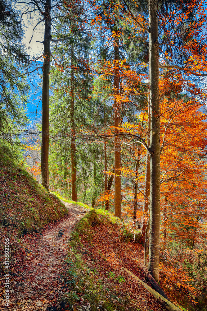 Obraz premium Picturesque autumn forest