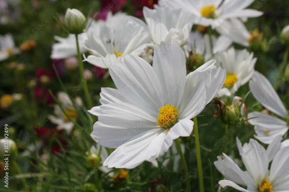 white flower in garden. white flower in garden.