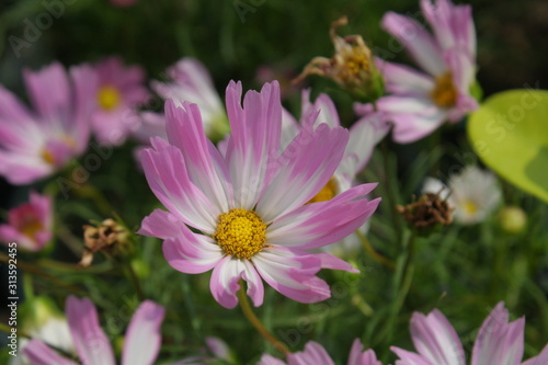 pink flower in garden.