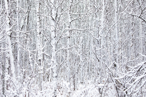Trees in the forest covered with snow on a winter day in Canada © Jim Cumming