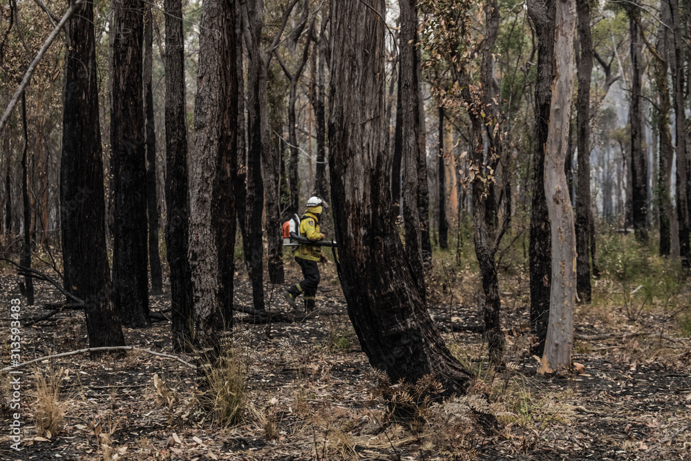 fire fighter in the forest fire fighter in the forest