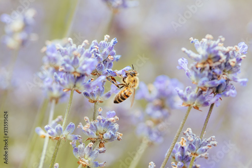 Bee in Lavender in Australia