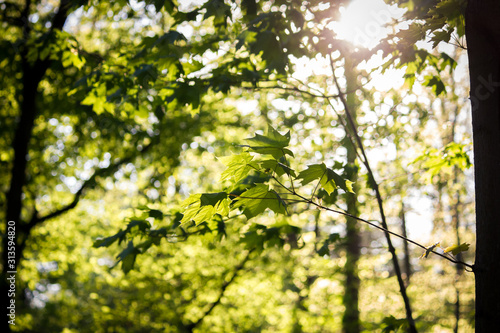 Juicy fresh green leaves of a tree glow in the sun in spring