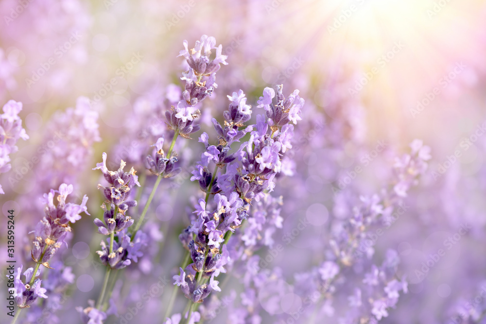 Beautiful lavender flower, flowering lavender flower in flower garden Beautiful lavender flower, flowering lavender flower in flower garden