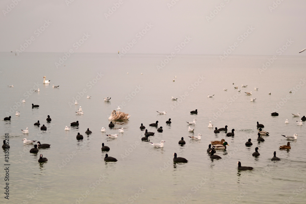 Flock of gulls, ducks, swans and doves on a cloudy day on the black sea coast Flock of gulls, ducks, swans and doves on a cloudy day on the black sea coast