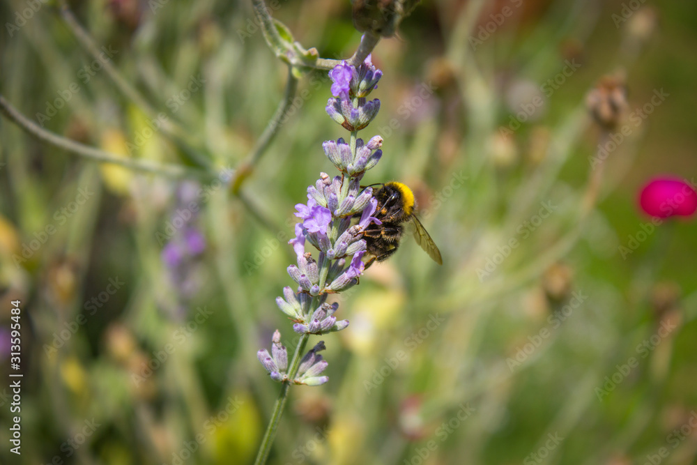 Macro shot of a bee on blooming lavender flowers in summer Macro shot of a bee on blooming lavender flowers in summer