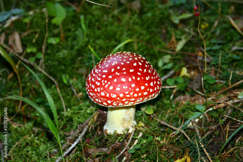 Fly agaric in the forest