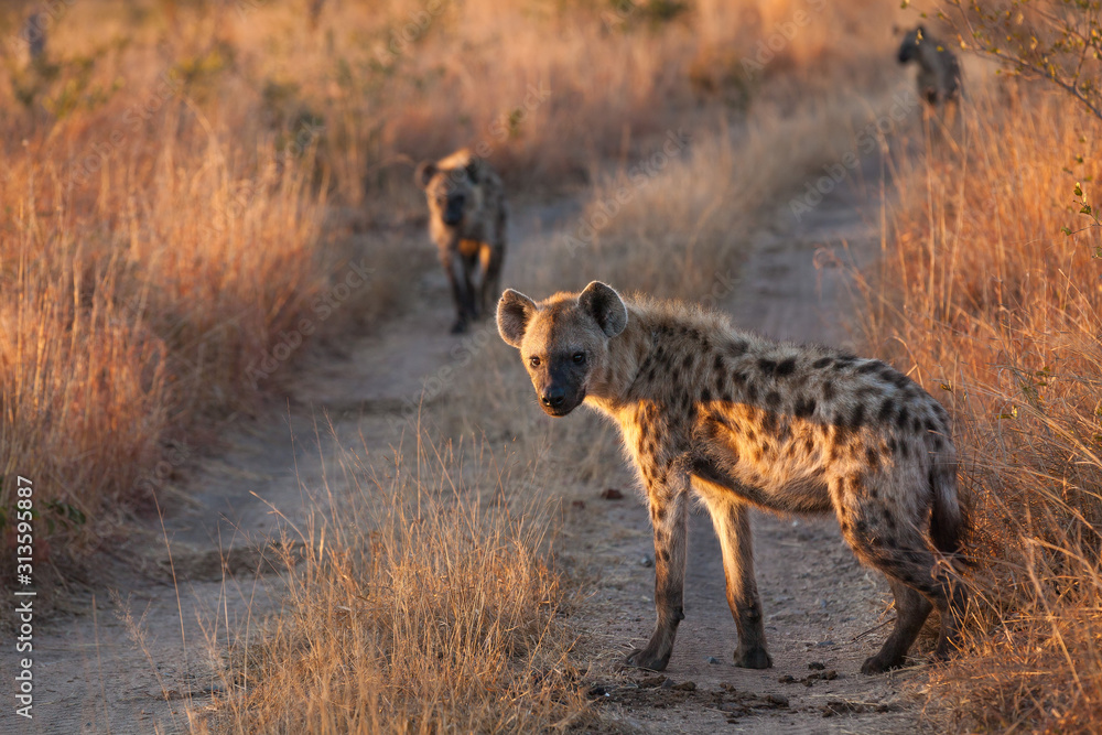 Pair of hyenas hunting in the morning light Pair of hyenas hunting in the morning light