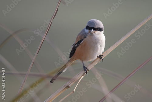 Canvas Print Long-tailed Shrike
