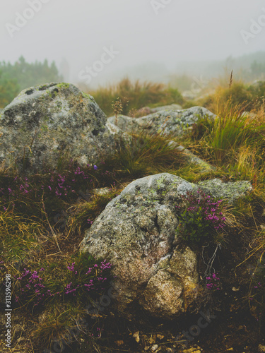 Fototapeta Naklejka Na Ścianę i Meble -  Przyroda na szlaku w Tatrach 