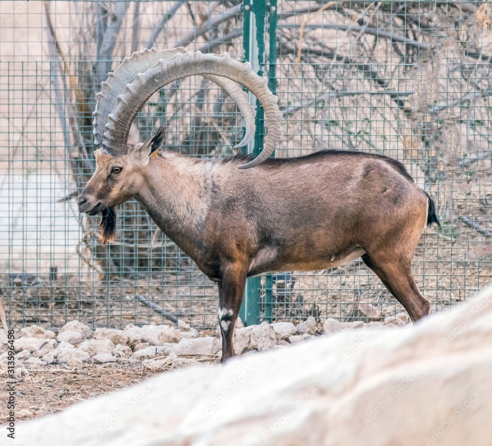 A Wild Animal Nubian Ibex with Big Horns Stock Photo | Adobe Stock