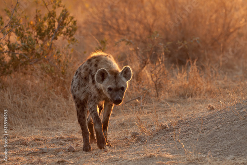 Obraz na plátně Adult spotted hyena at her den