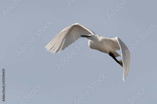 Little egret flying