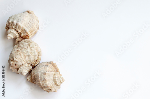 Three sea shells on a white background. Copyspace