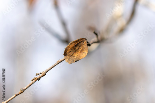 Lonely yellow leaf on a blurry background in a winter day
