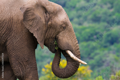 Close up side view of a male elephant