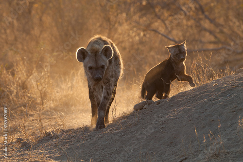 spotted hyena with cub at her den in morning light