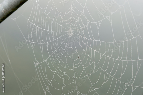 Spider web with drops of water from night fog © Konstantin