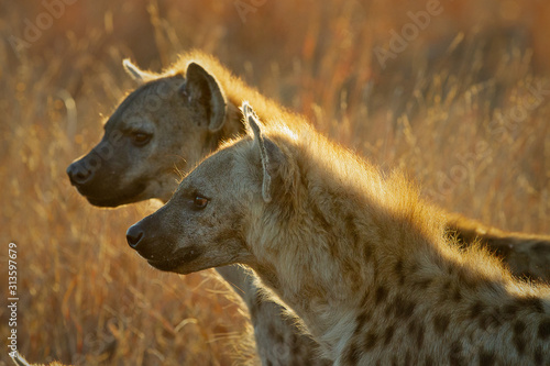 Canvastavla spotted hyenas in golden light