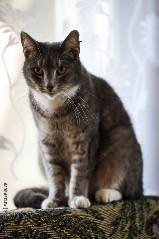 Lovely gray colored cat sitting on patterned sofa near window with white natural light.