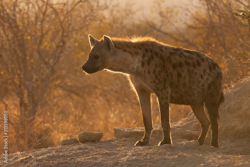 Fototapeta Naklejka Na Ścianę i Meble -  spotted hyena in Timbavati, africa