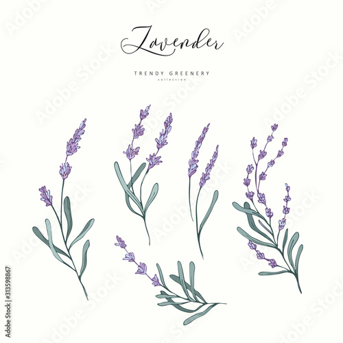 Floral lavender branch. Hand drawn wedding herb, plant elegant leaves for invitation save the date card design. Botanical rustic trendy greenery vector