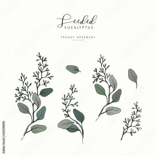 Seeded eucalyptus branch. Hand drawn wedding herb, plant elegant leaves for invitation save the date card design. Botanical rustic trendy greenery vector