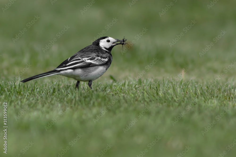 Obraz premium pied wagtail with a fly