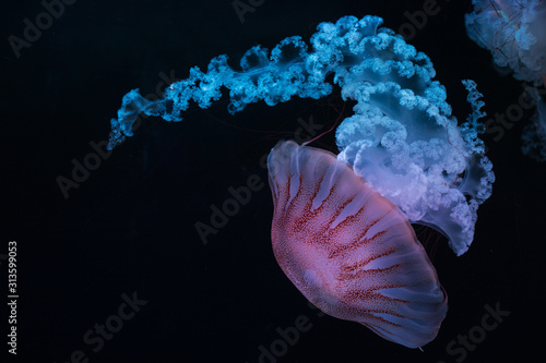 jellyfish south american sea nettle