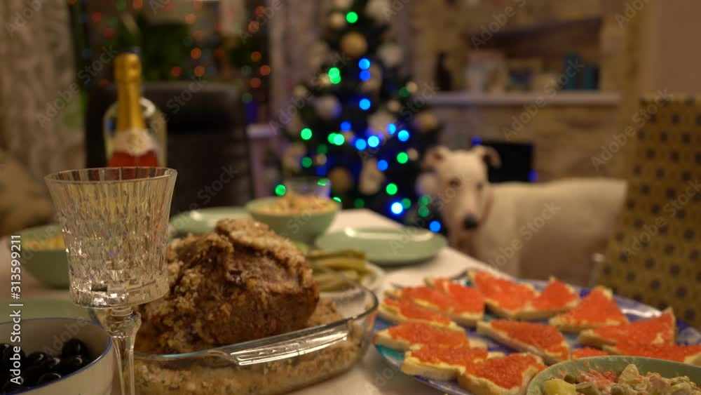 Dog in front of the holiday table. New Year's holiday table. Salads, meat, alcohol on the New Year's table. Dog in front of the holiday table. New Year's holiday table. Salads, meat, alcohol on the New Year's table.