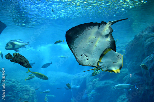 二匹で仲良く泳ぐアカエイ達