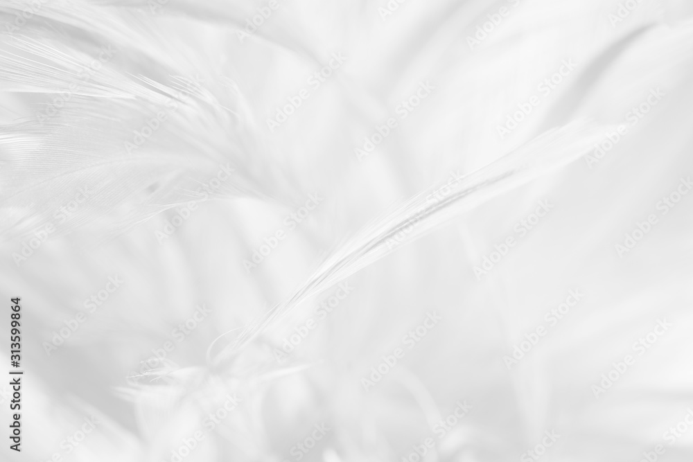 Fototapeta premium Beautiful line white feather wool pattern texture background