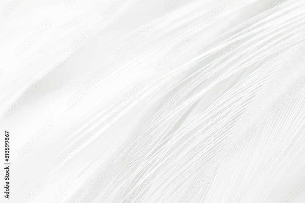 Beautiful line white feather wool pattern texture background